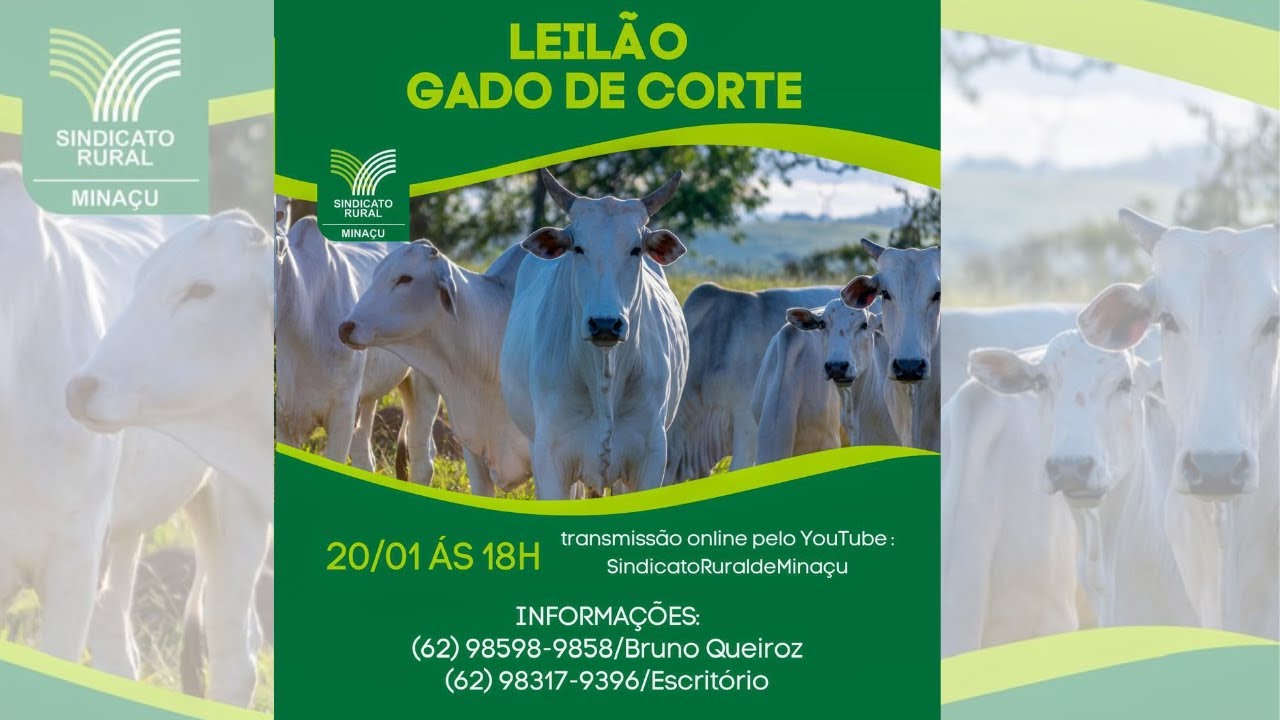 LEILÃO DE GADO DE CORTE - SINDICATO RURAL DE MINAÇU GO - 20/01/2026