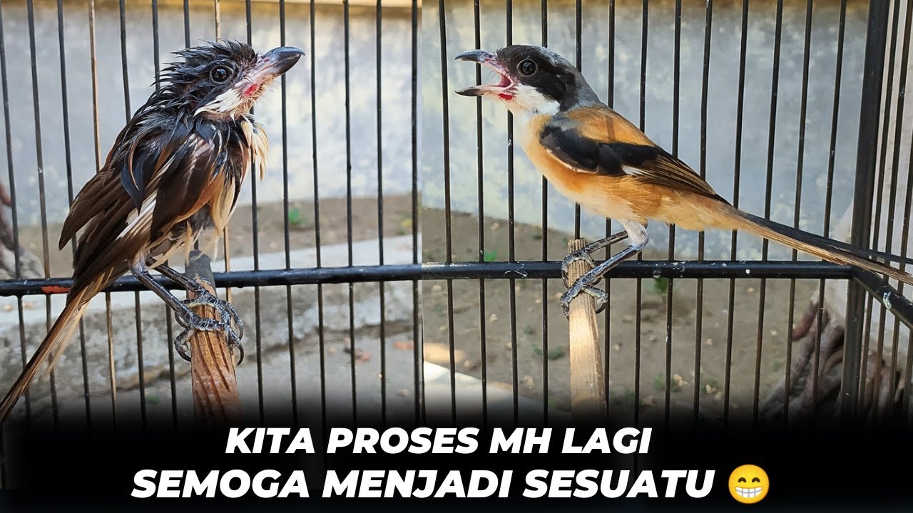 PROSES MERAWAT CENDET MH❗SABAR, KONSISTEN & TELATEN PASTI PANEN 😁