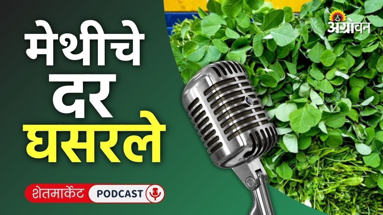 Cotton, Soybean Rate: सोयाबीन बाजार, कापूस दर, तूर भाव, बाजरी रेट | Agrowon