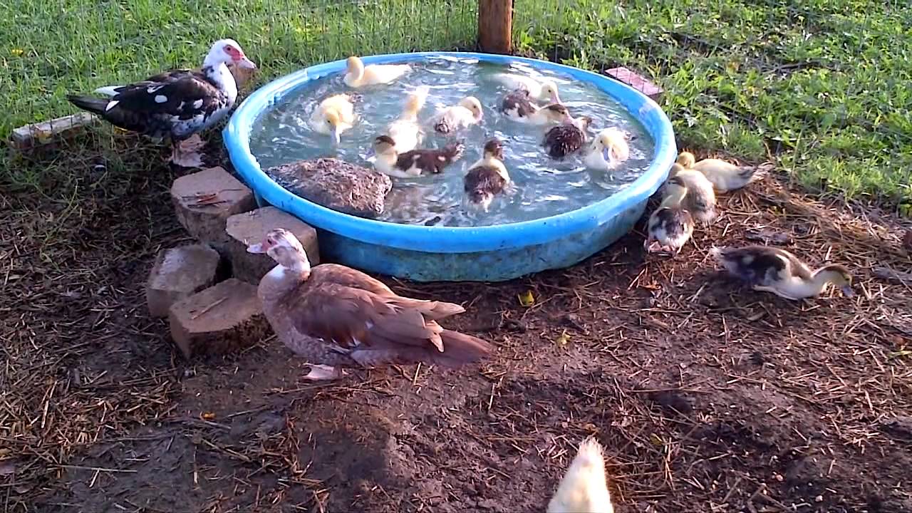 Muscovy Baby Ducks At 3-Weeks Old