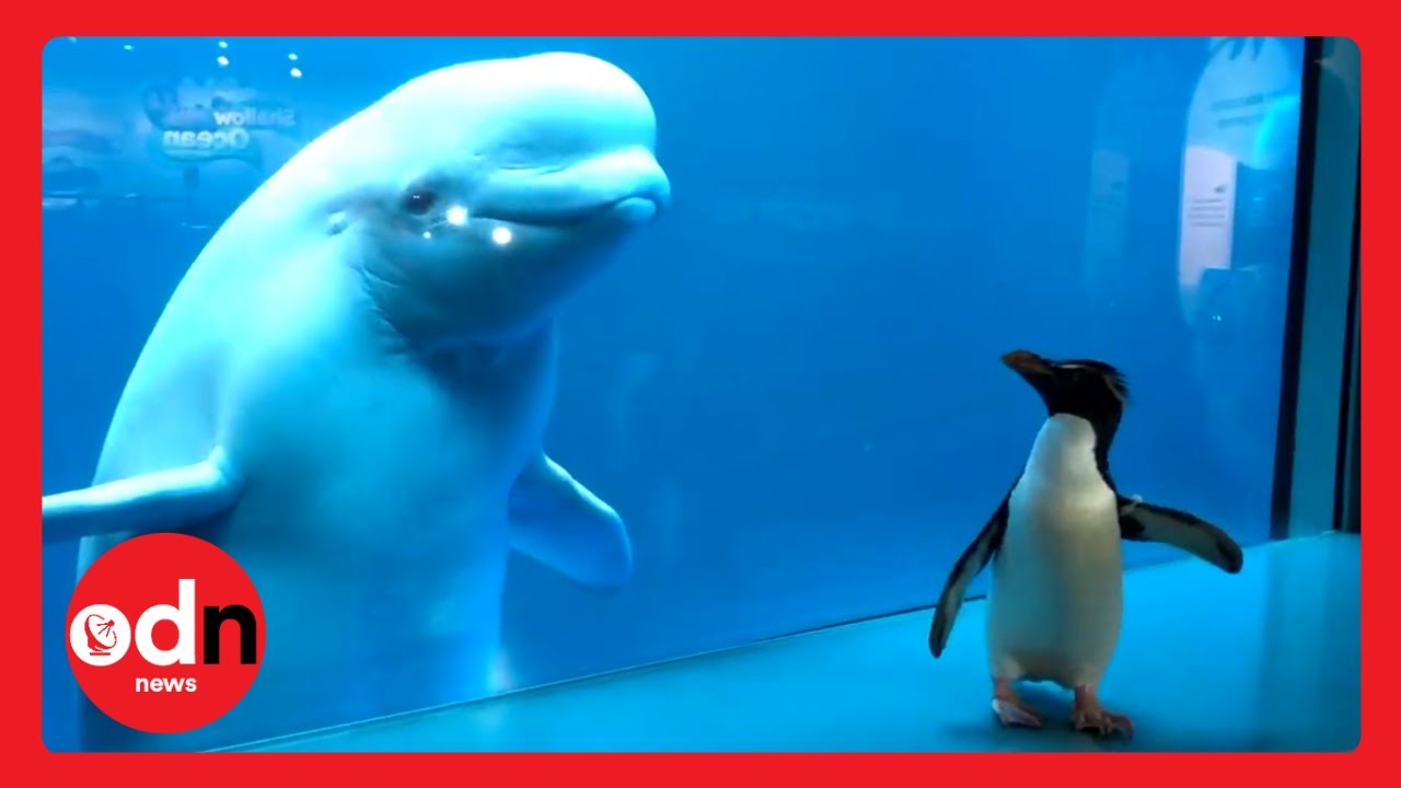 Beluga Whale and Penguin Share Fascinating Encounter in Empty Chicago Aquarium