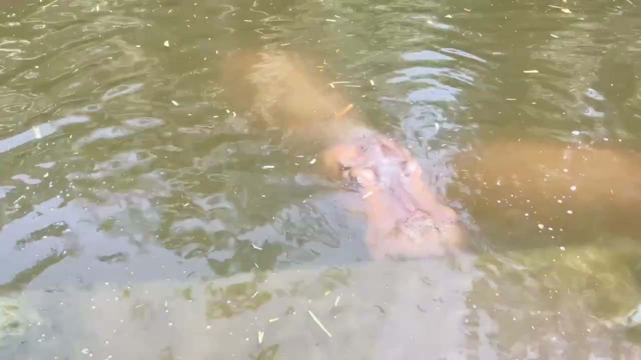 Hippos 
