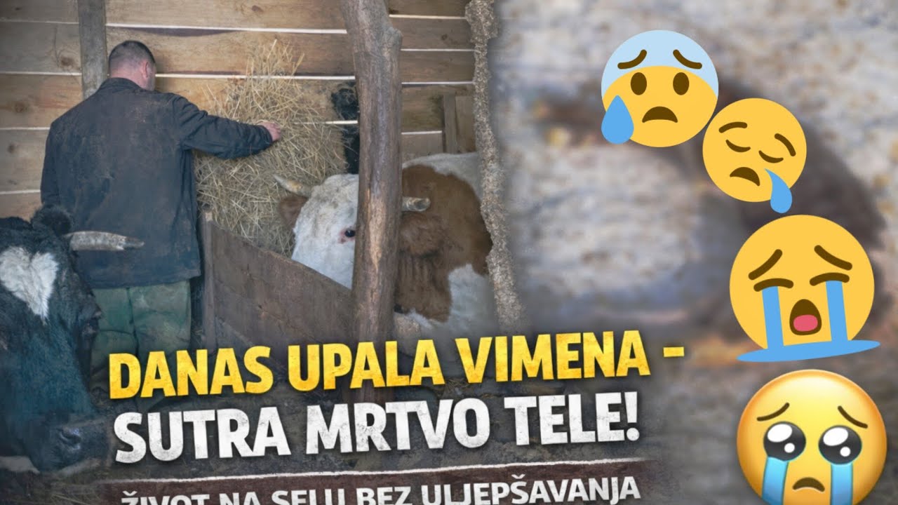 👉 RADOST I TUGA U JEDNOM DANU | KRAVA SE OTEELILA, TELE NIJE PREŽIVJELO