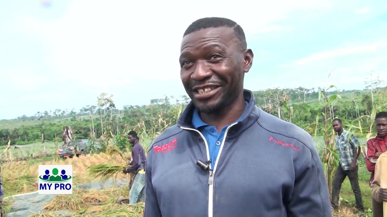 COMMENT CULTIVER  DU RIZ AU CAMEROUN?