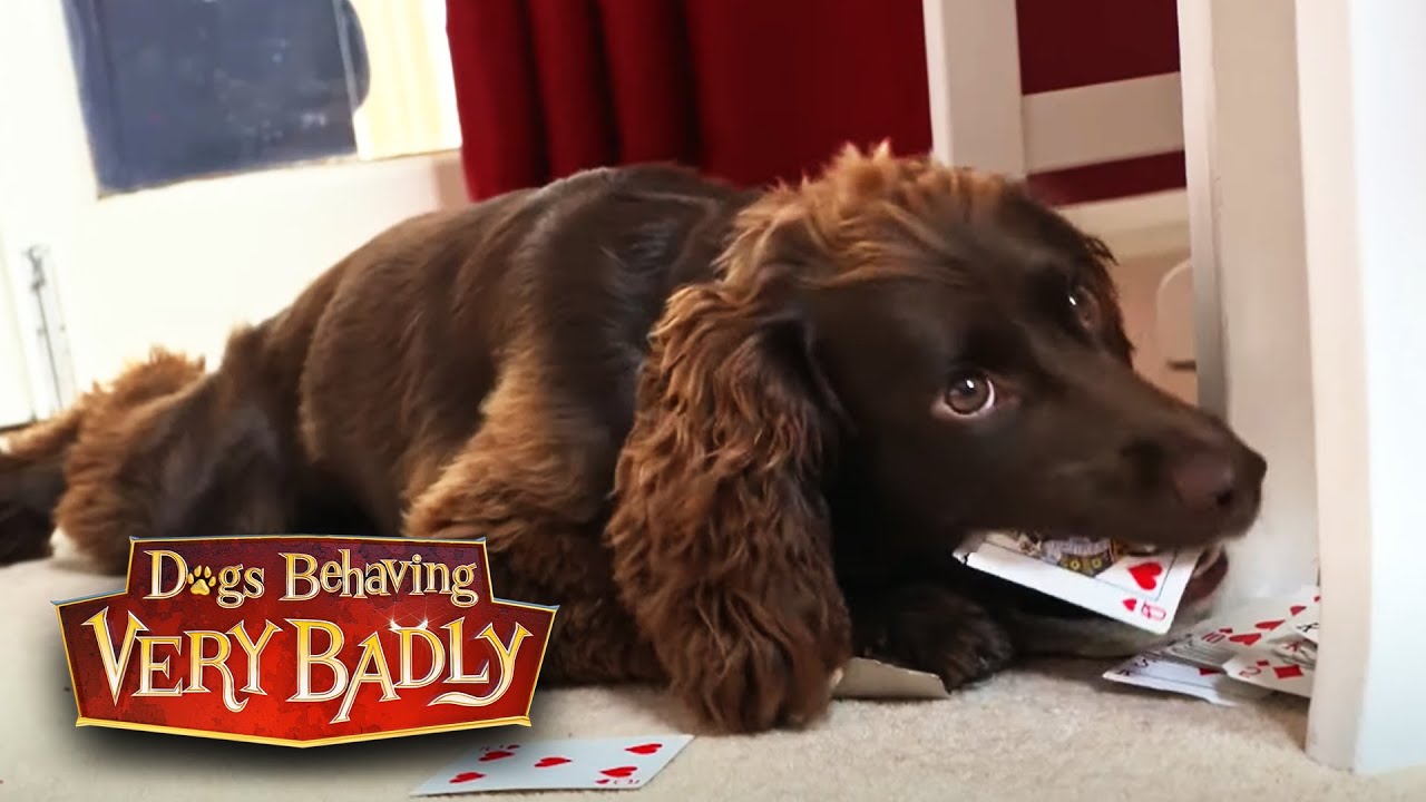 Sprocker Spaniel Hugo Thinks Everything Is A Chew Toy
