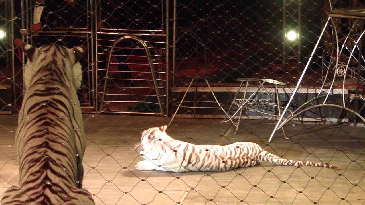 CIRCO DE NIKITA