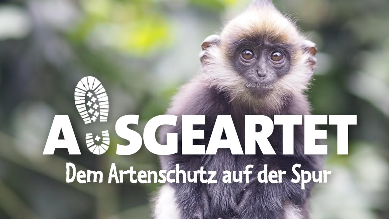 AUSGEARTET - Folge 24: Mit Sebastian Schorr auf den Spuren der Delacour-Languren in Vietnam