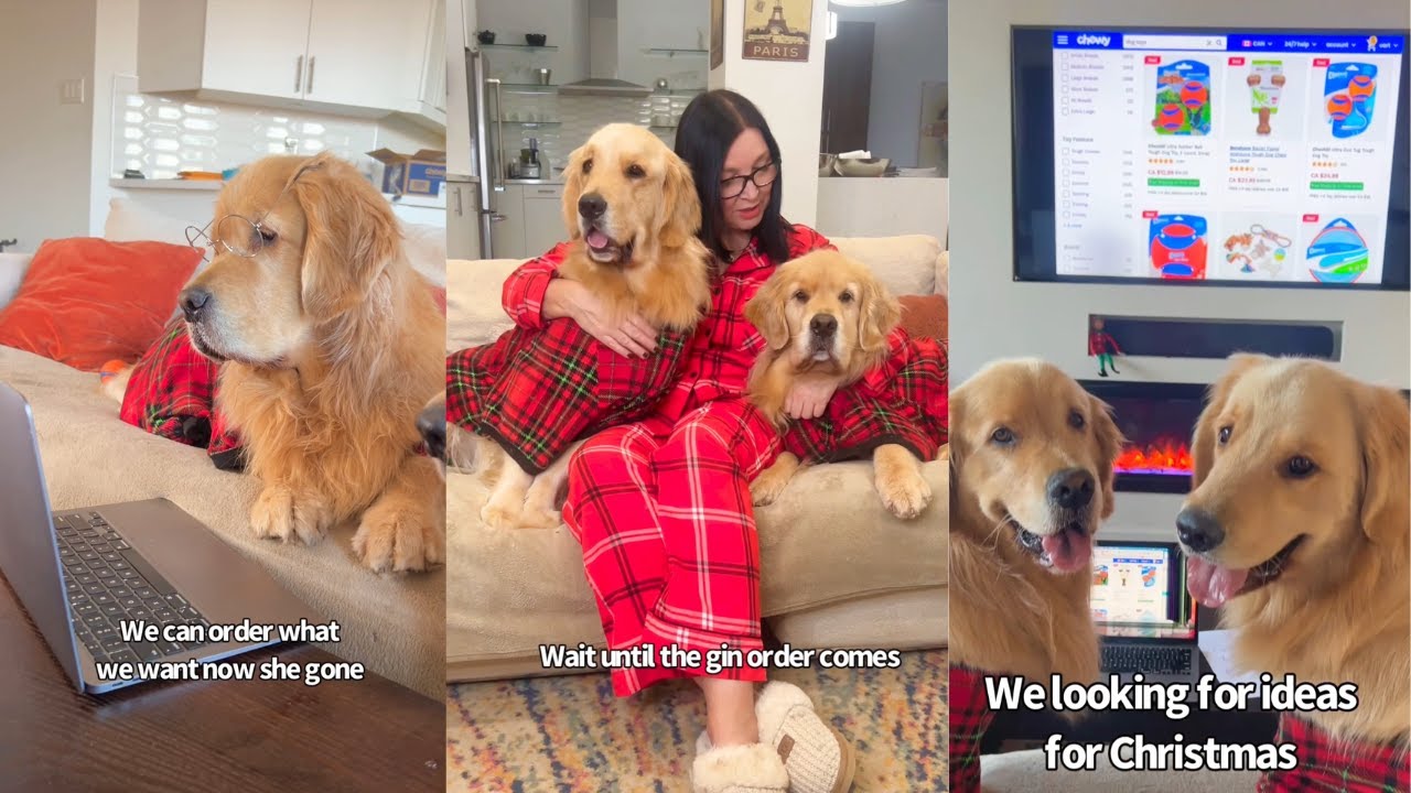 My Dogs Over Spent On My Credit Card