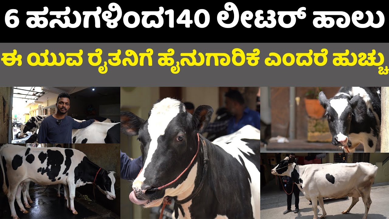 Successful Dairy Farmer manubengalurudairyfarm ಈ ಯುವ ರೈತನಿಗೆ ಹೈನುಗಾರಿಕೆ ಎಂದರೆ ಎಷ್ಟೊಂದು ಹುಚ್ಚು ಗೊತ್ತಾ