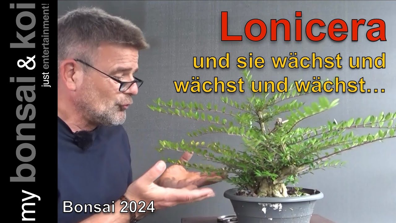 Bonsai 2024-48 - Lonicera - Heckenkirsche  - und sie wächst und wächst und wächst!