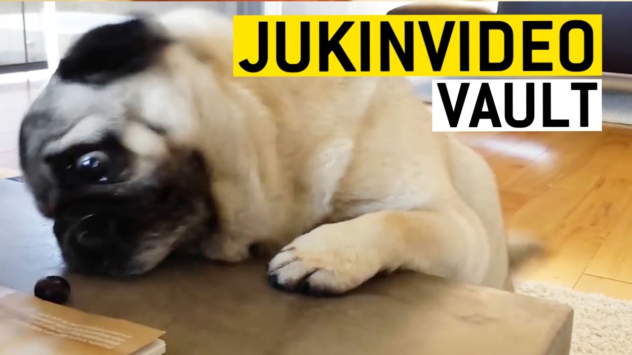 Funny Pugs Compilation from the JukinVideo Vault