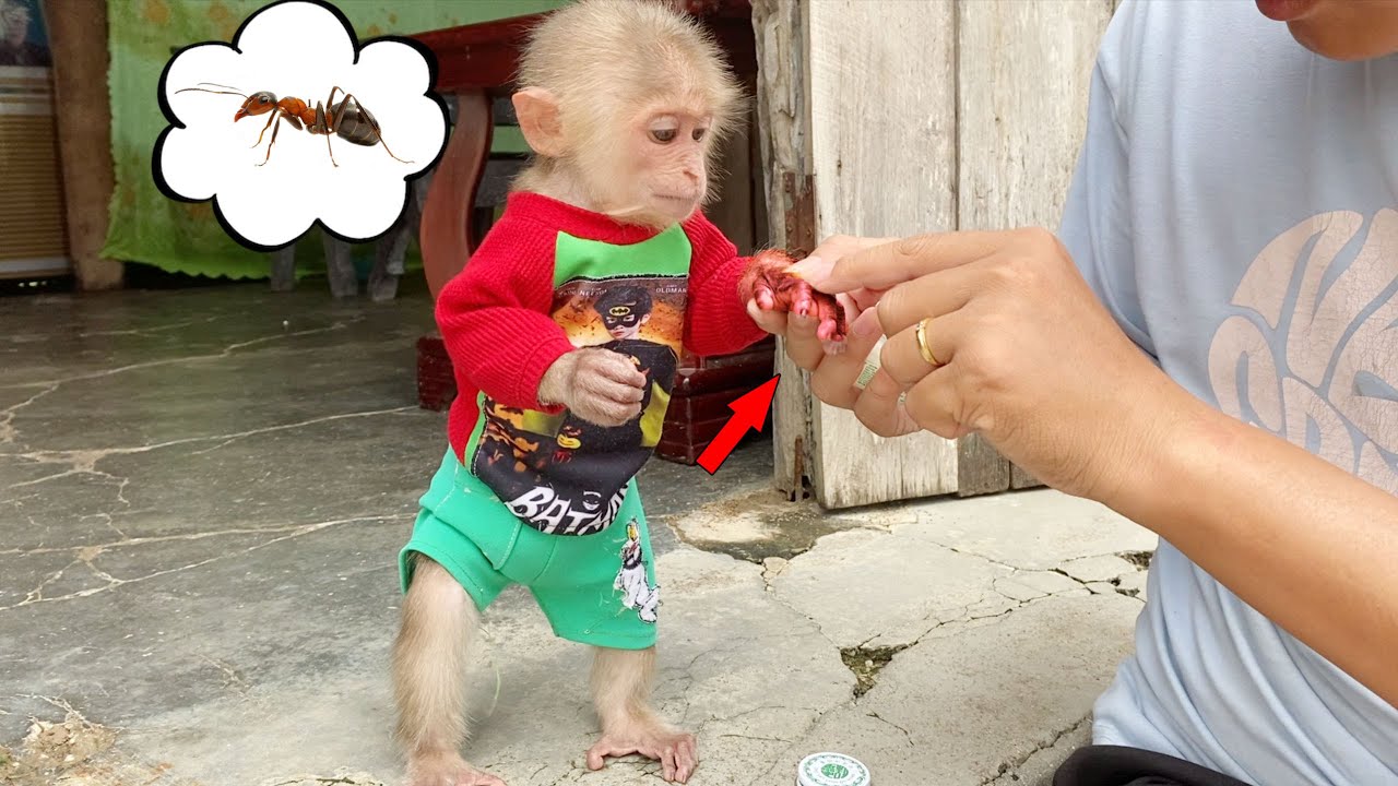 SinSin the monkey had itchy and swollen hands and ran to find his father because he was bitten by an