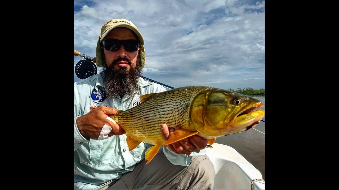 Dorados con mosca !!!!! Dourado no fly. Golden dorado fly fishing.