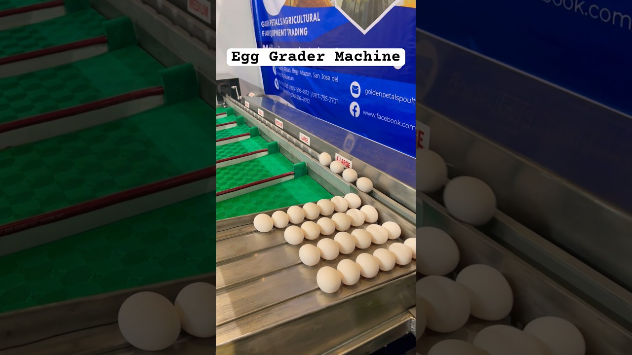 Egg Grader Machine locally made by my father! #eggs #sortingmachine #poultryfarming #layer