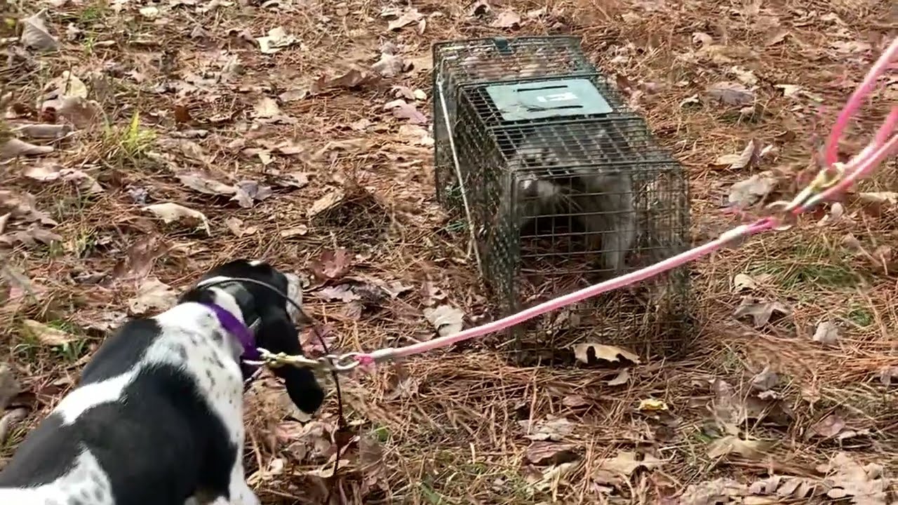 Walker Pup Training Face to Face Action with Caged Coon