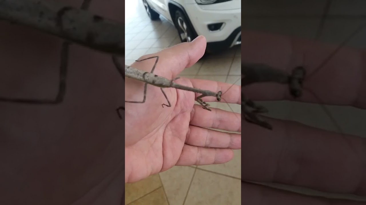 Louva-a-Deus Prata - Silver Mantis