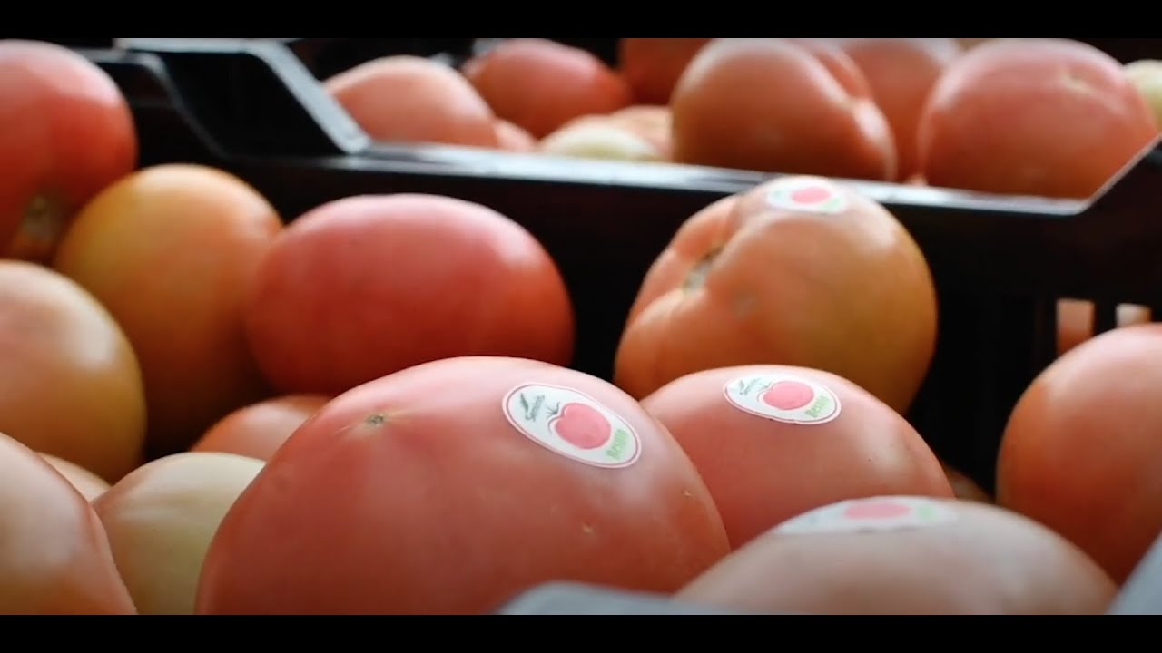 Besuto - Tomate que se destaca por su excelente balance entre calidad y calibre.