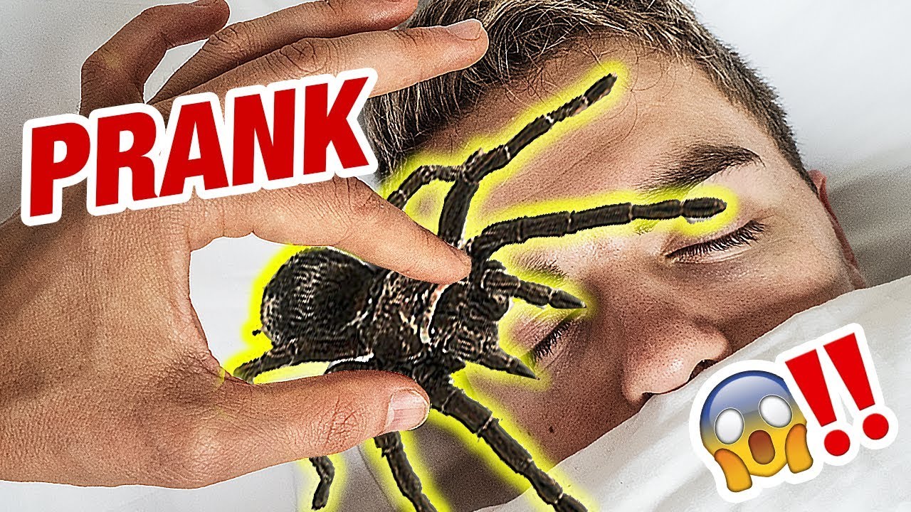 SPINNE im GESICHT PRANK an SIMON WILL! 🕷️