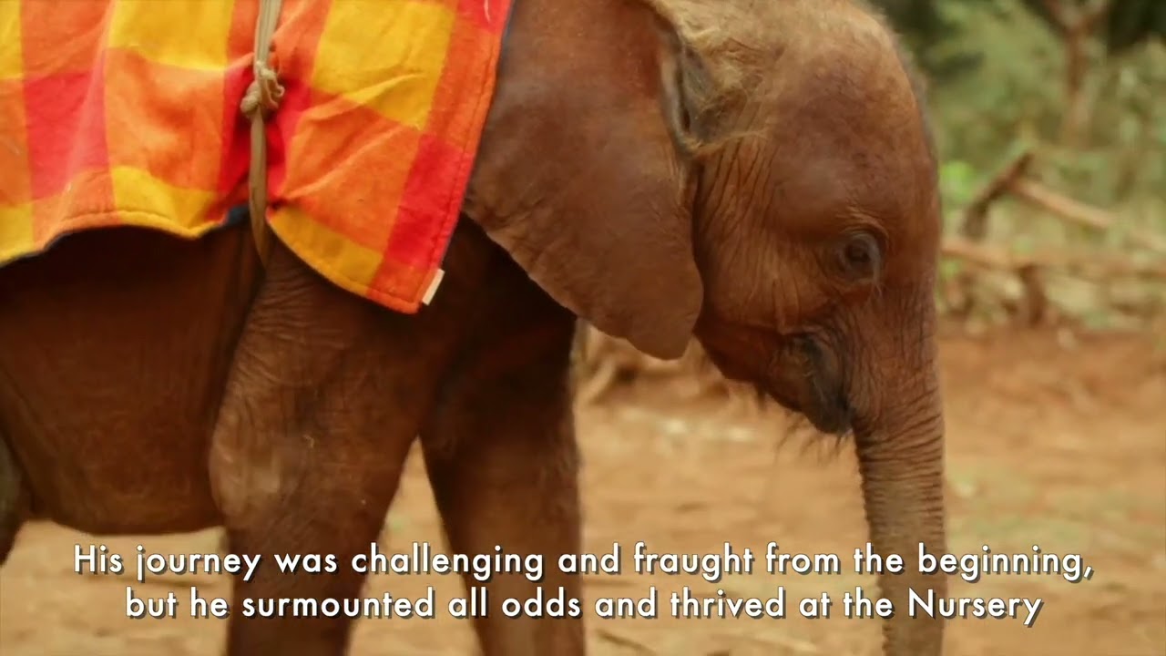 Orphan Elephant Ndotto's 10 Year Rescueversary | Sheldrick Trust