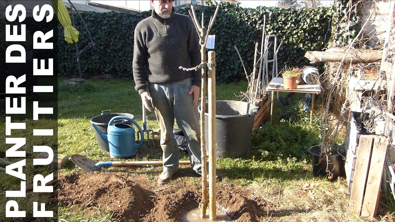 Plantation de cerisiers et autres fruitiers