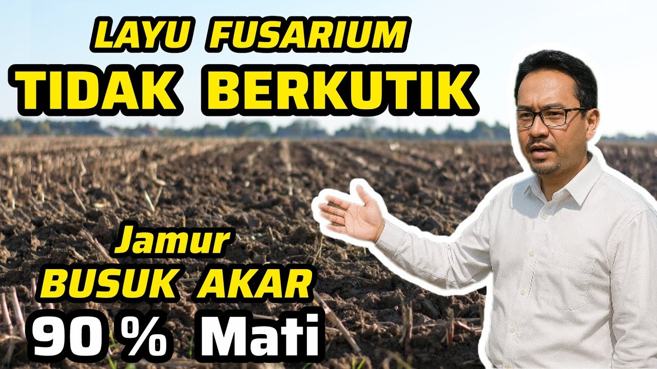 ‼️CARA PALING AMPUH‼️Atasi Layu Fusarium + Busuk Akar Barang Daun Buah Akibat Jamur Patogen Tanah‼️