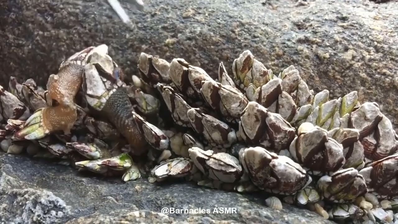 Barnacle ASMR - My daily work at sea (episode 119 )