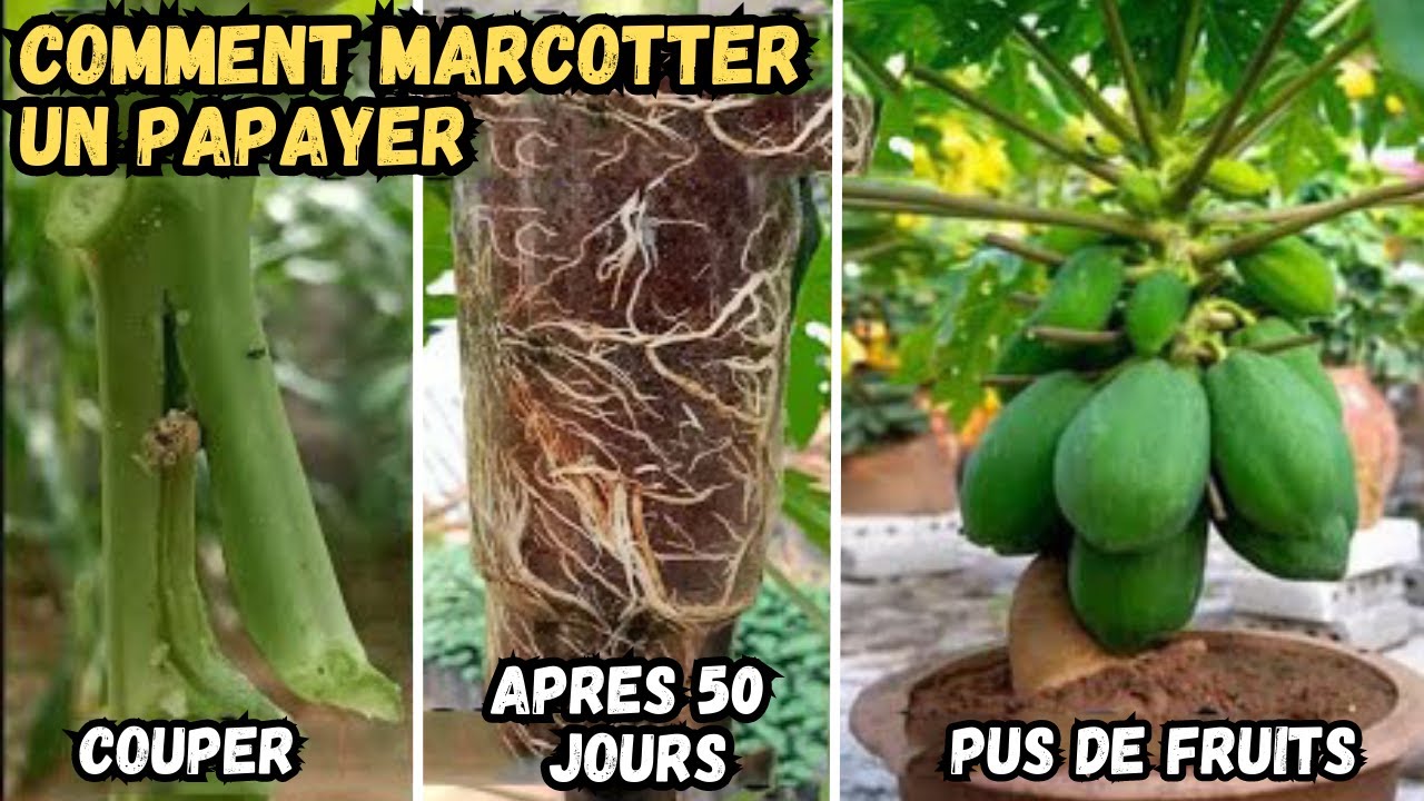 Le marcottage du papayer