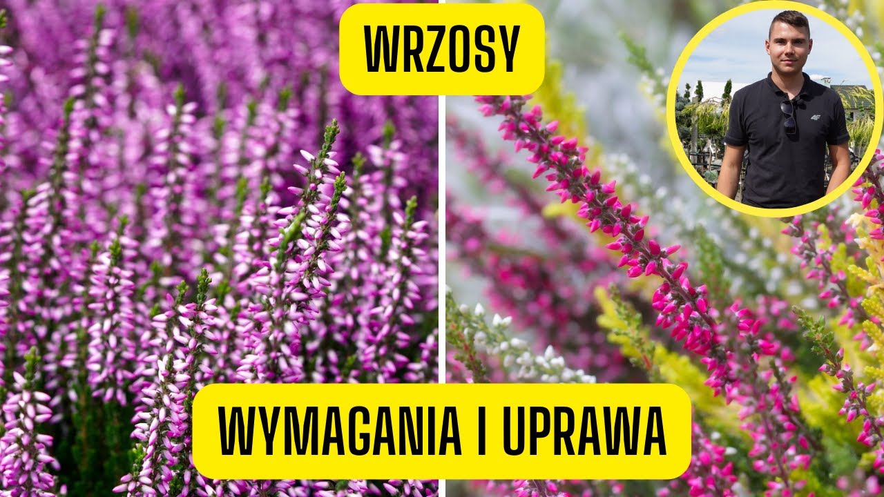 Wrzosy &ndash; wymagania i uprawa. Kwitnące krzewinki na wrzosowiska i jesienne kompozycje
