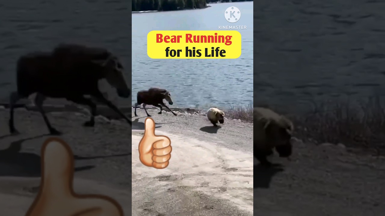 Hey Bear, Run!  Moose vs bear  #wildlife #nationalpark #moose #mooseattack
