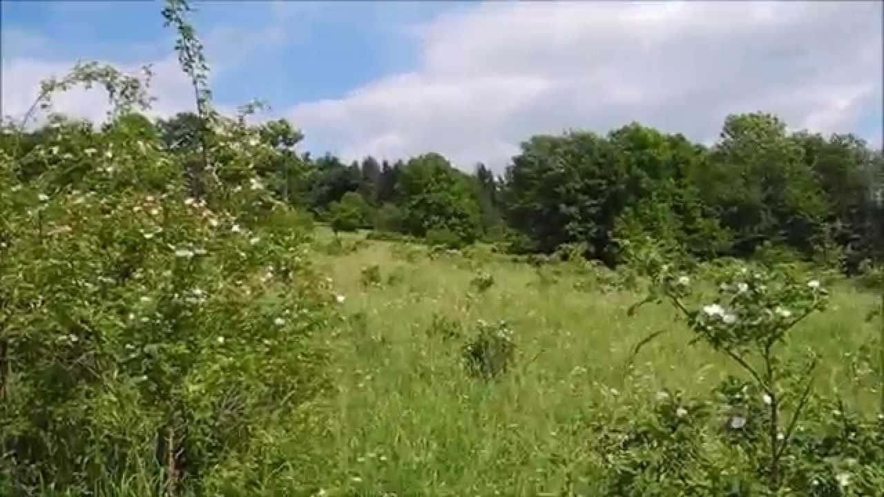 BIESZCZADY. Mik&oacute;w - G&oacute;ra Parkowa, kości żubr&oacute;w? i łanie w tle.