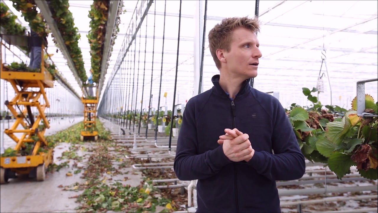 Herfst in februari bij aardbeienteler
