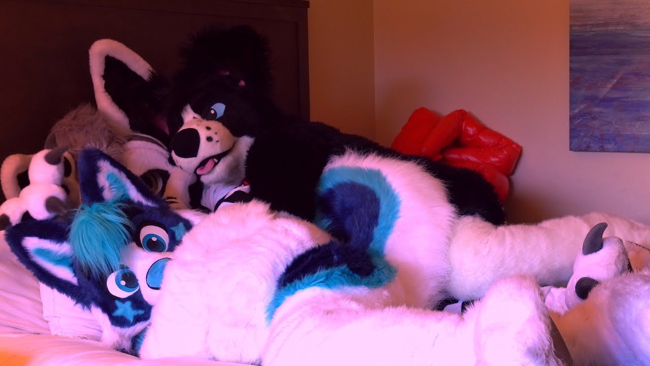 FURSUIT CUDDLES!! 💜 (Ft. Nova Husky, Vin Collie & Skuff Coyote)