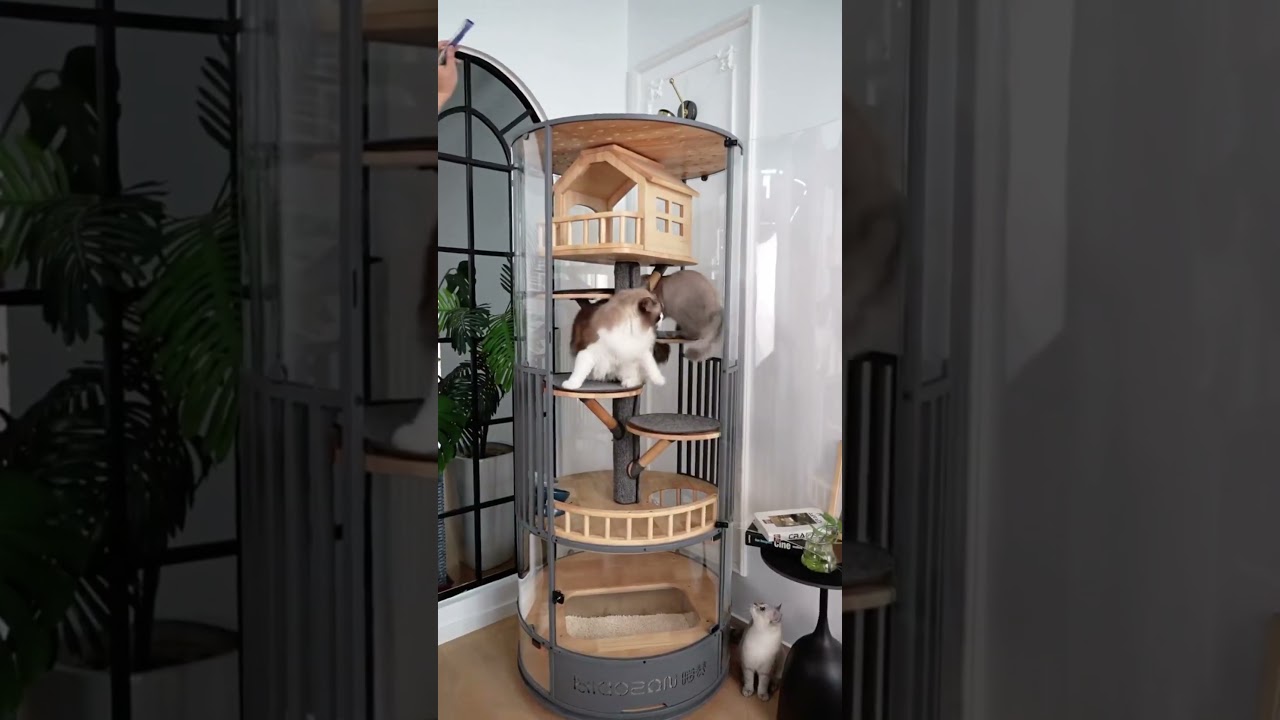 Luxury Panoramic Treehouse Glass Cat Villa🌟 #cat #catfurniture#bestpetsupplies