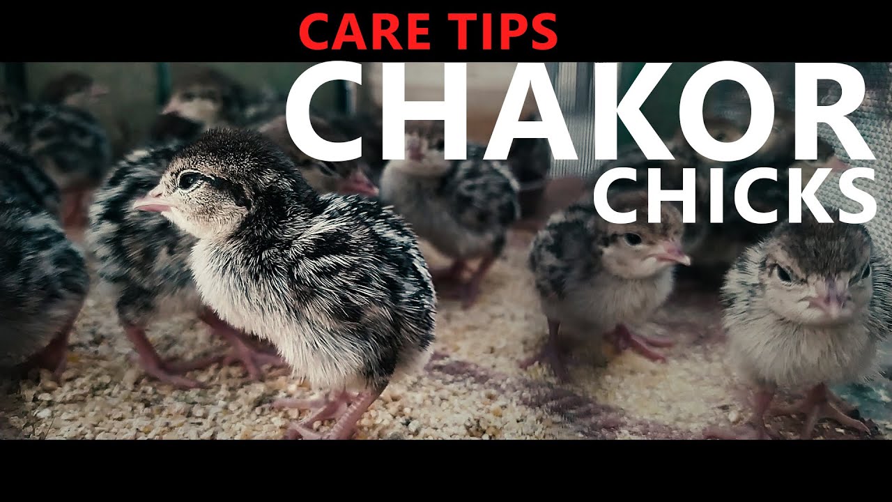 Chakor Chicks Care Tips | Chakor farming in Pakistan | Chakor Breeding Tips