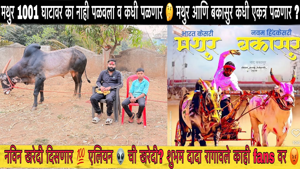 मथुर 1001 बकासुर 6300 एकत्र कधी पळणार? मथुर घटावर कधी जाणार आणि बरचकाही शुभम दादा संपूर्ण मुलाखत 😍