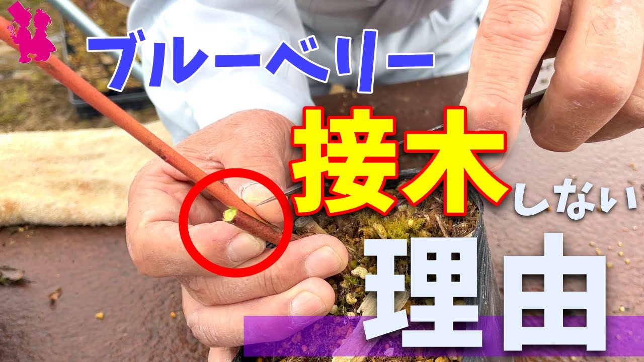 【知らなきゃ損】ブルーベリープロ農家が接木苗の管理方法と接木しない理由を実演・解説