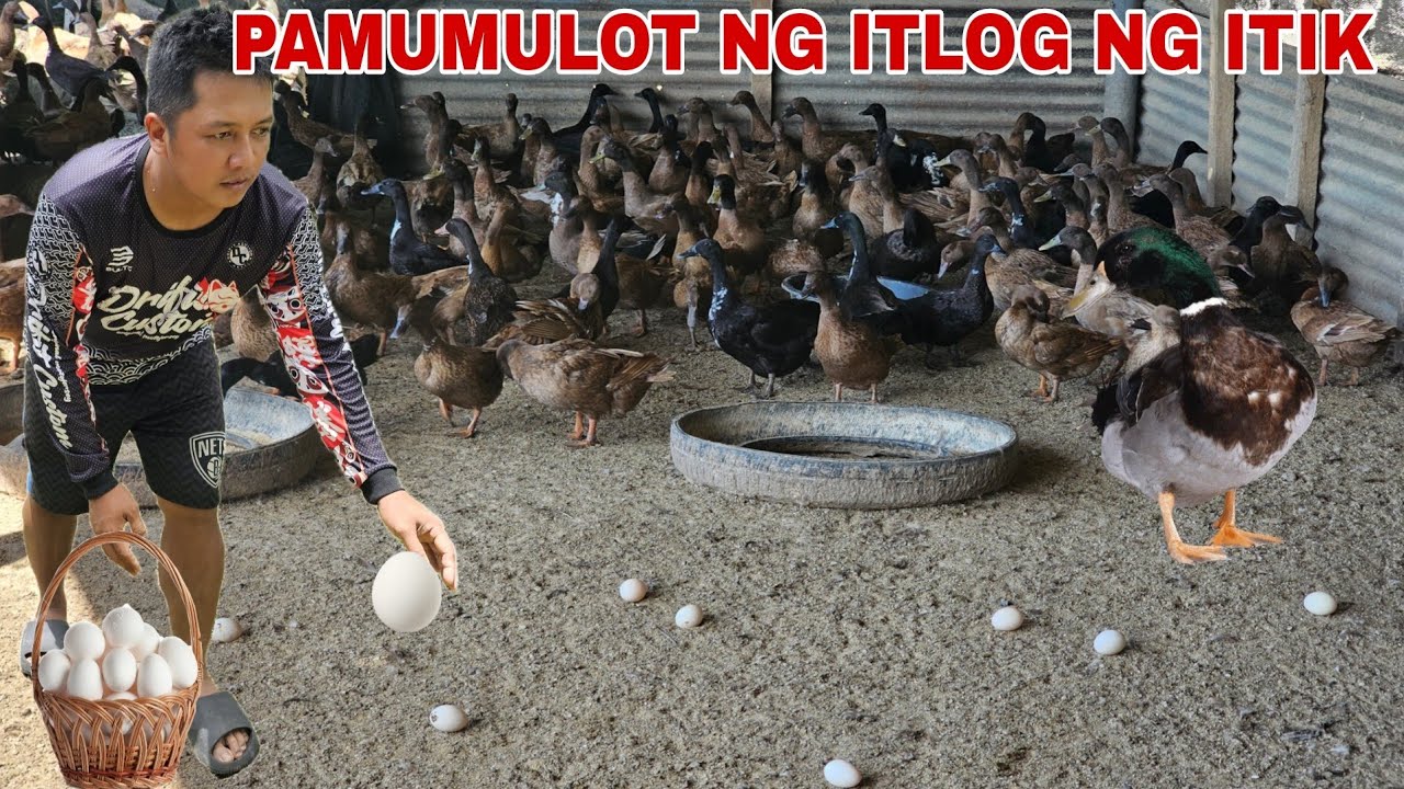 Pamumulot ng Itlog ng mga itik sa bukid...Pumasyal sa Tikub lake