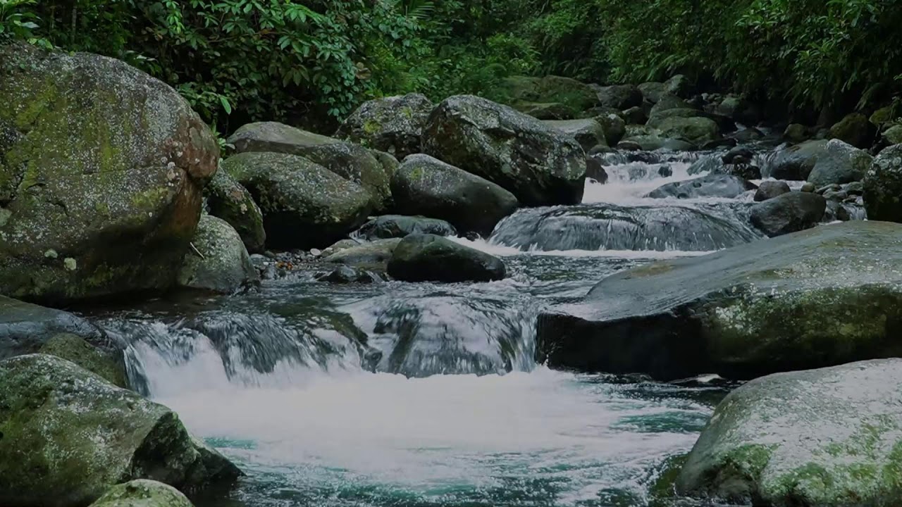 Deep Relaxation | Forest River, Birdsong & Peaceful Piano Music