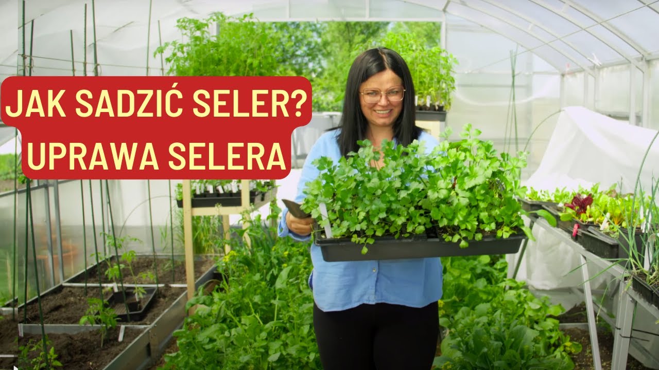 JAK SADZIĆ SELER? UPRAWA SELERA