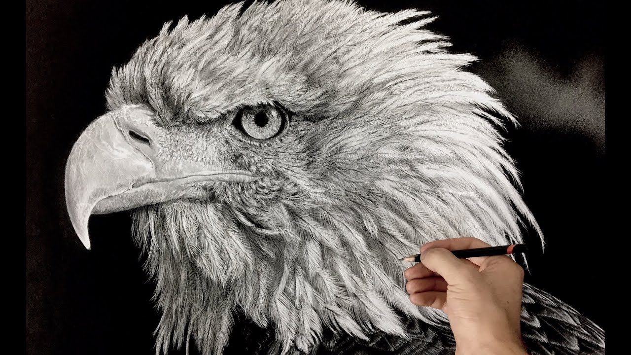 Hyperrealistic Bald Eagle Drawing / Time-lapse