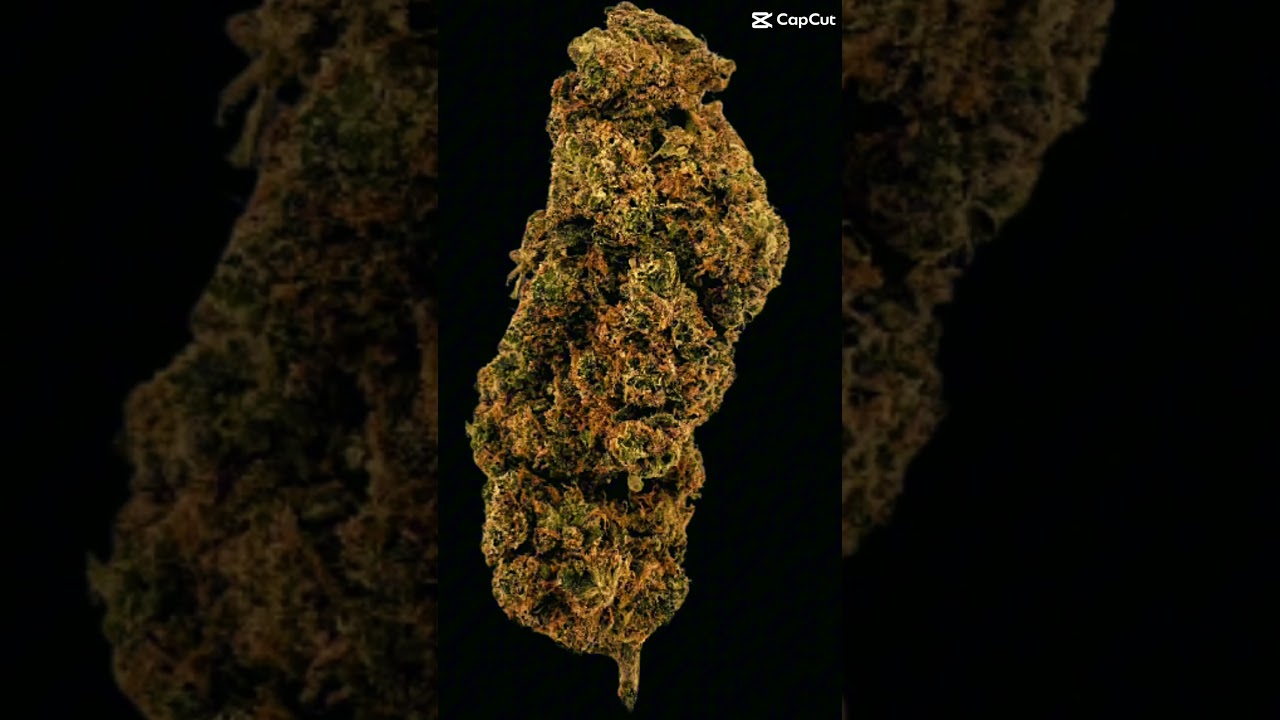 Cannamedical Hybrid Light NM Casey Jones