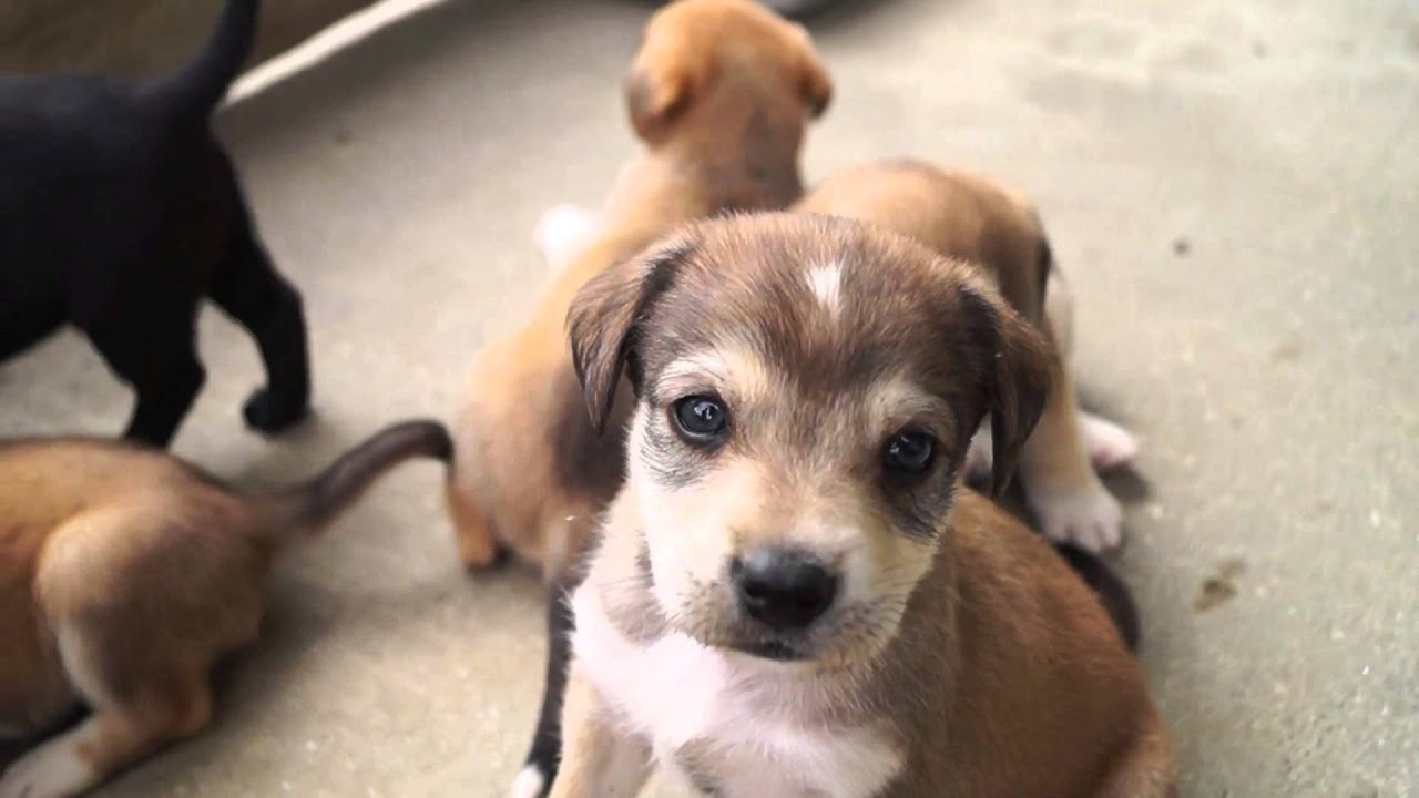 Beagle/Labrador Puppies