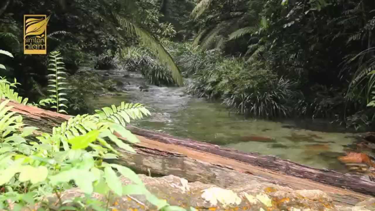 SIMFONI ALAM EP : HUTAN SIMPAN AYER HITAM FULL HD