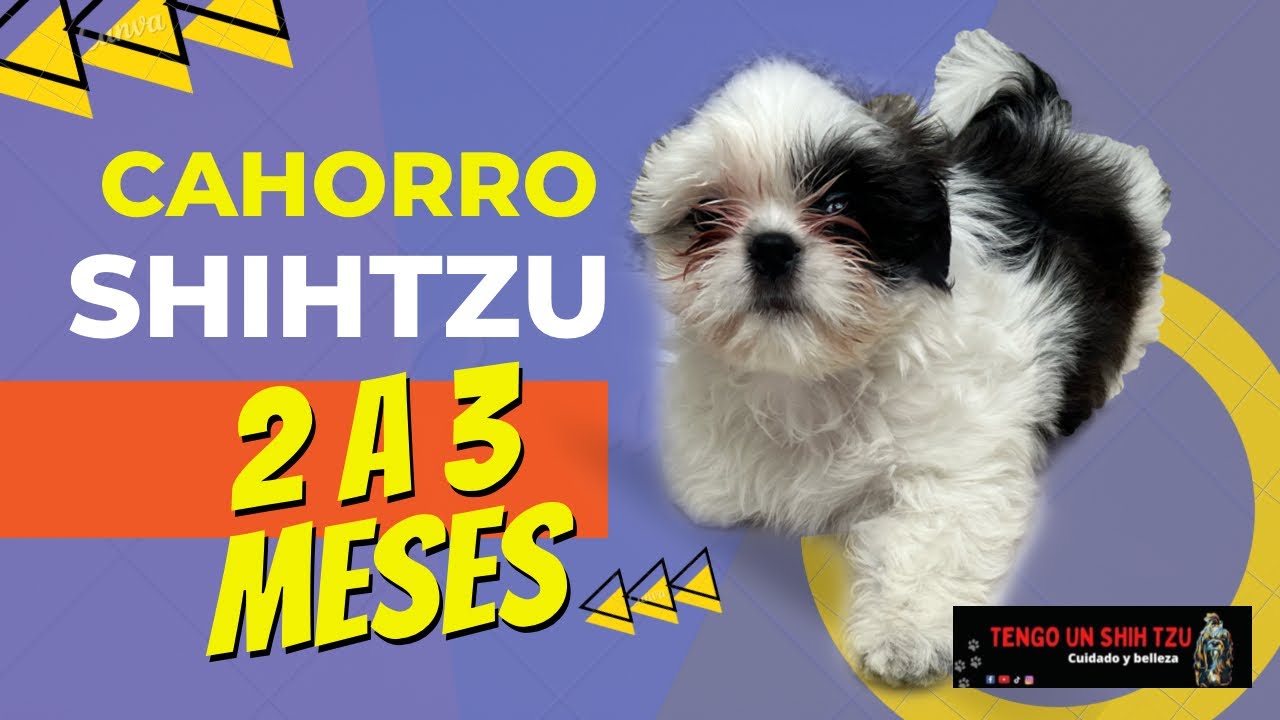 SHIH TZU DE LOS 2 A LOS 3 MESES CUIDADOS Y CAMBIOS