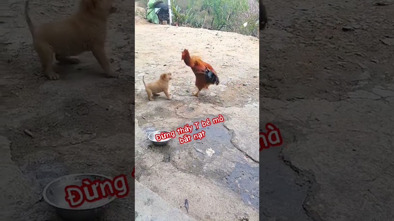 B&eacute; hạt ti&ecirc;u #bachatv #pets #animals #cute #funny #thucung #cutedog #puppy #behattieu #cute #chowchow