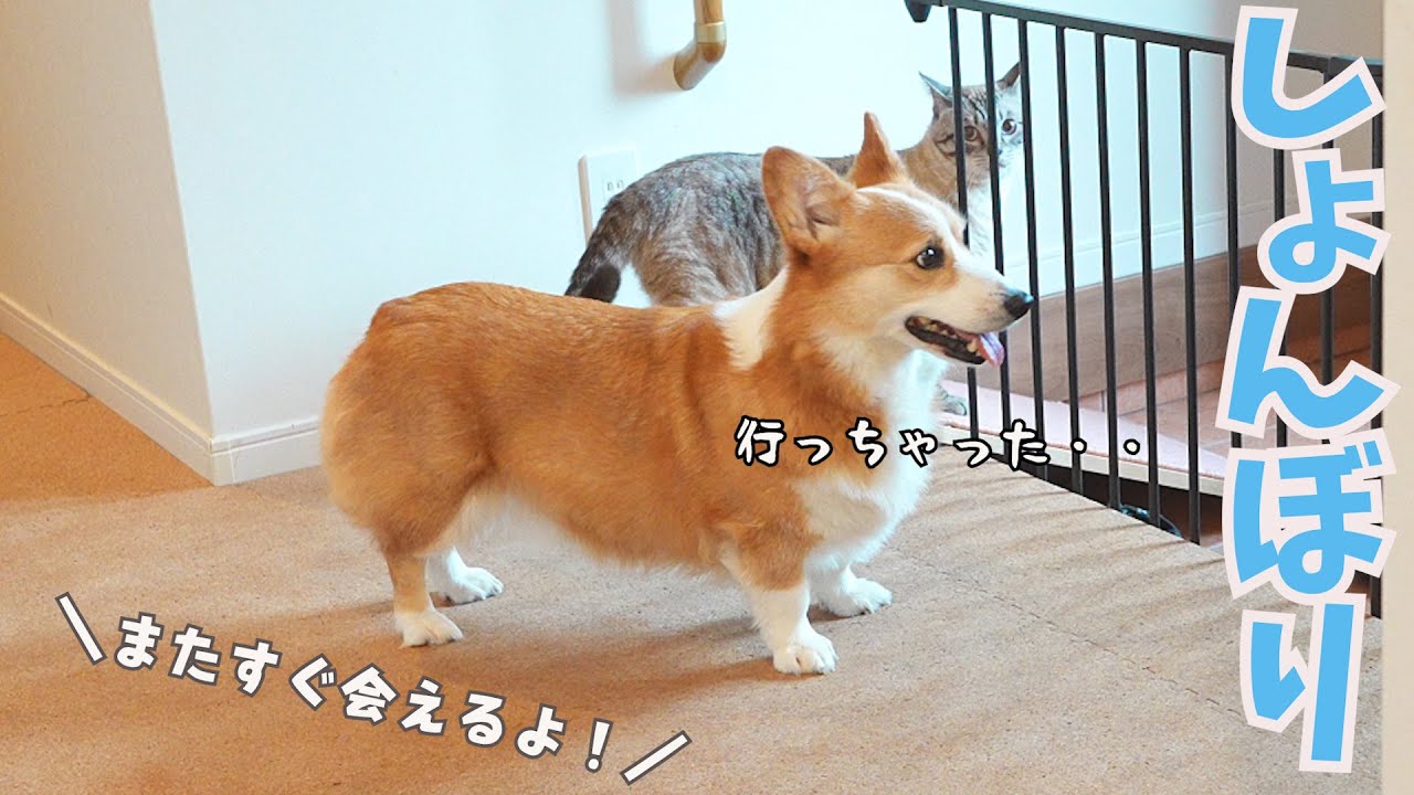 お兄ちゃんが帰った後はちょっぴり悲しくなるコーギー犬