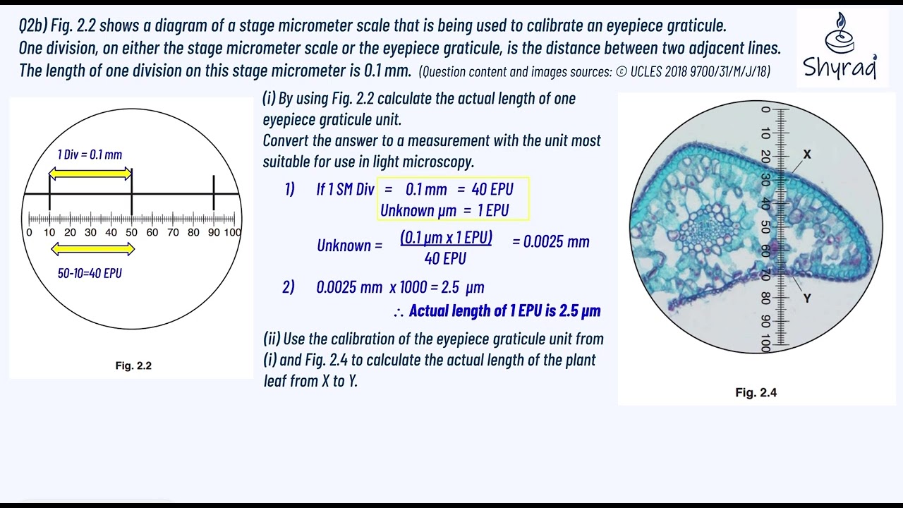Finding actual image size by using eyepiece graticule and stage micrometer/ Worked example