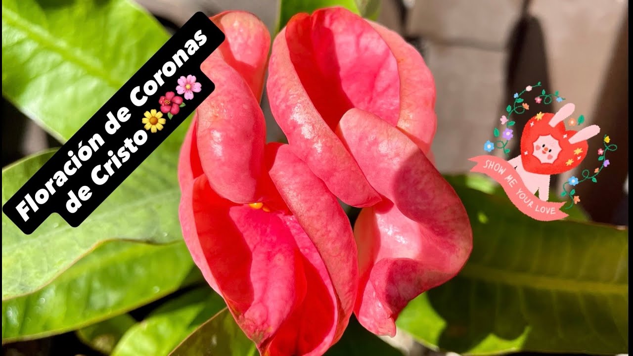 ♦️FLORACIÓN DE INVIERNO‼️🌸🌺🌼🙋🏻‍♀️