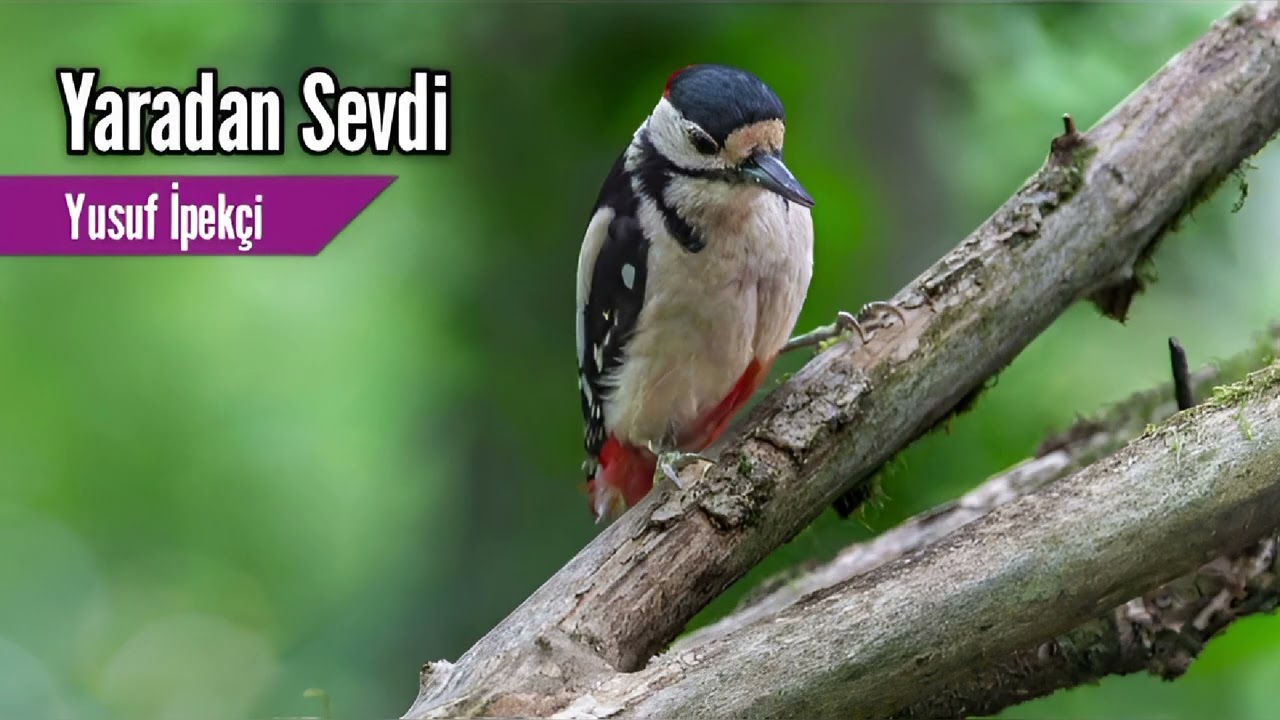 Yaradan Sevdi -Yusuf İpekçi