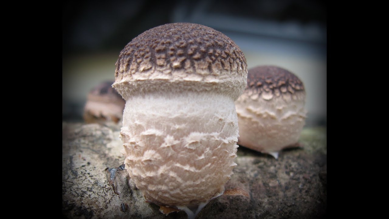 Shiitake Donko Style
